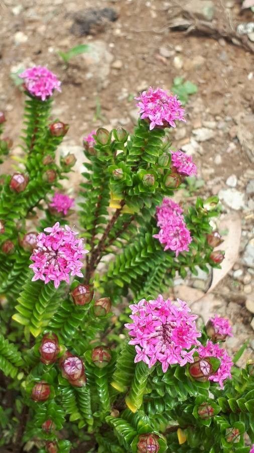 Pimelea rosea flower