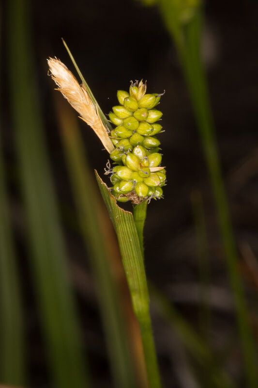 Carex pallescens fruit