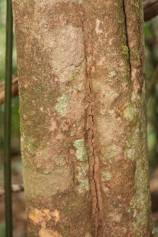 Ptychopetalum olacoides bark