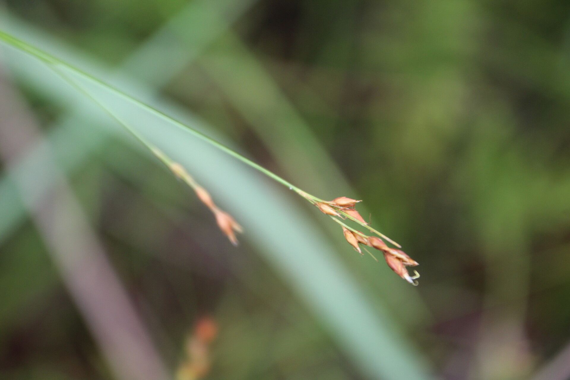 Rhynchospora angolensis flower