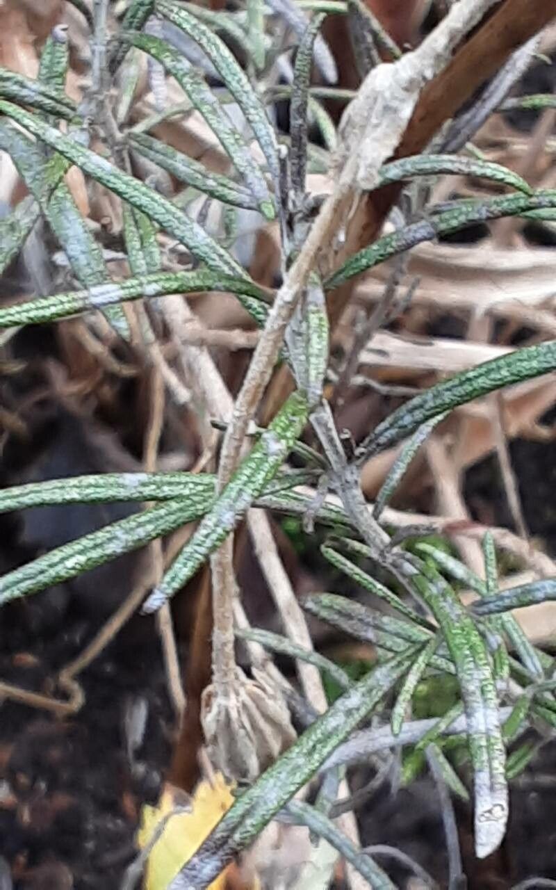 Salvia × lavandulacea — search result for 'Salvia'