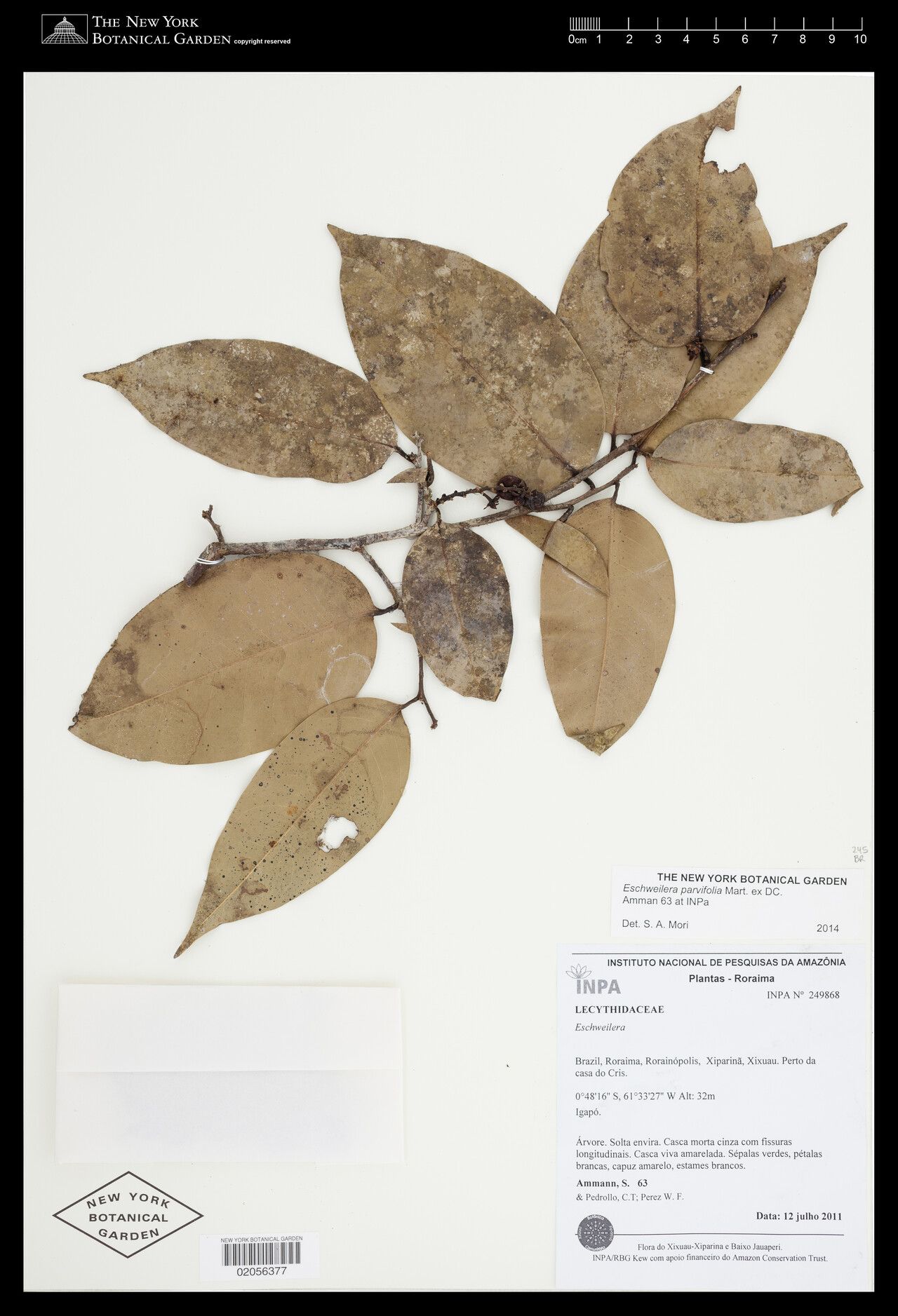 Eschweilera parvifolia leaf