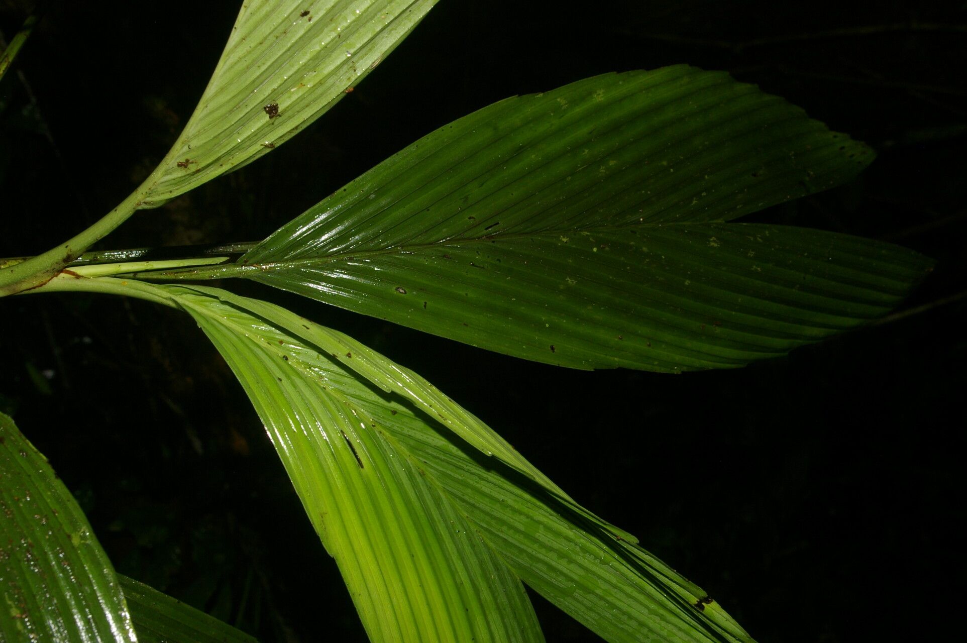 Chamaedorea pumila — search result for 'Chamaedorea'