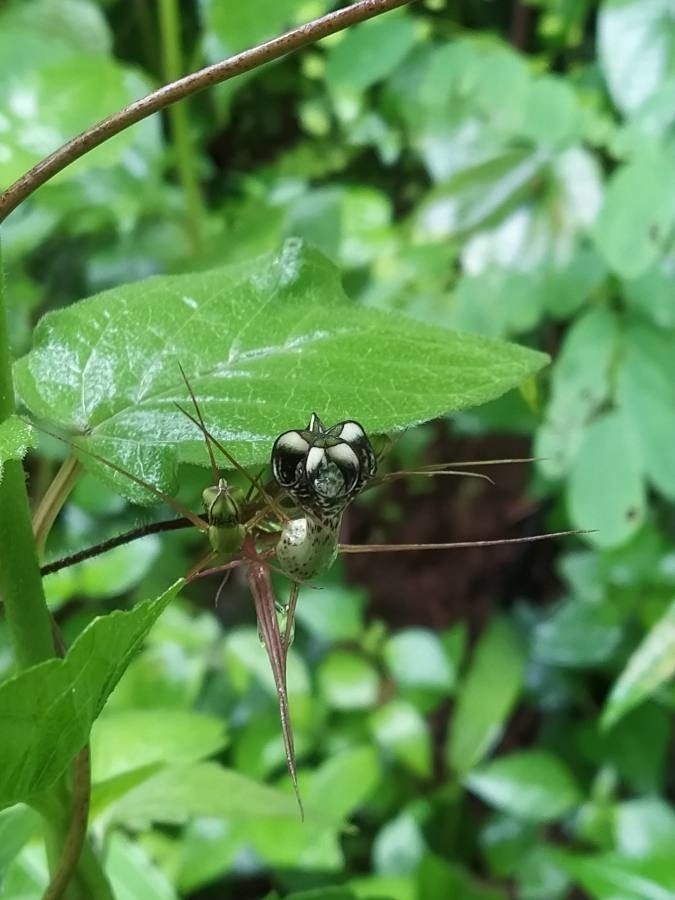 Ceropegia fantastica — search result for 'Ceropegia'