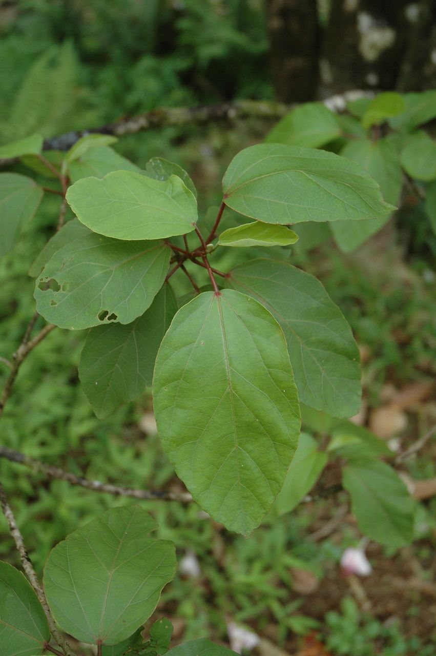 Hibiscus waimeae leaf