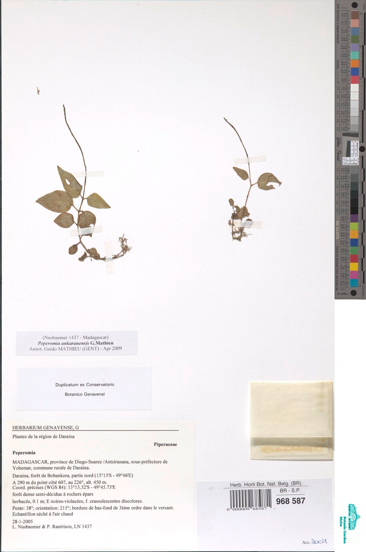 Peperomia ankaranensis — houseplant care guide