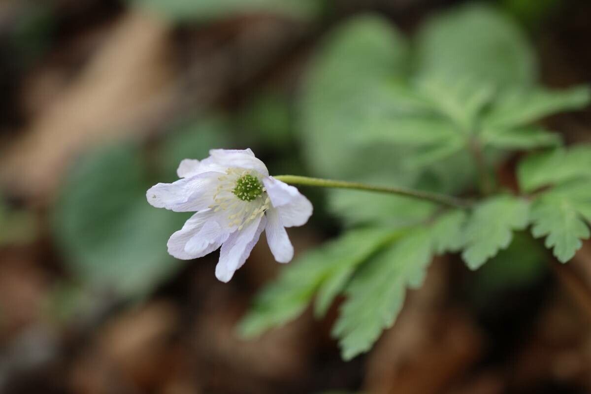 Anemonoides pseudoaltaica flower