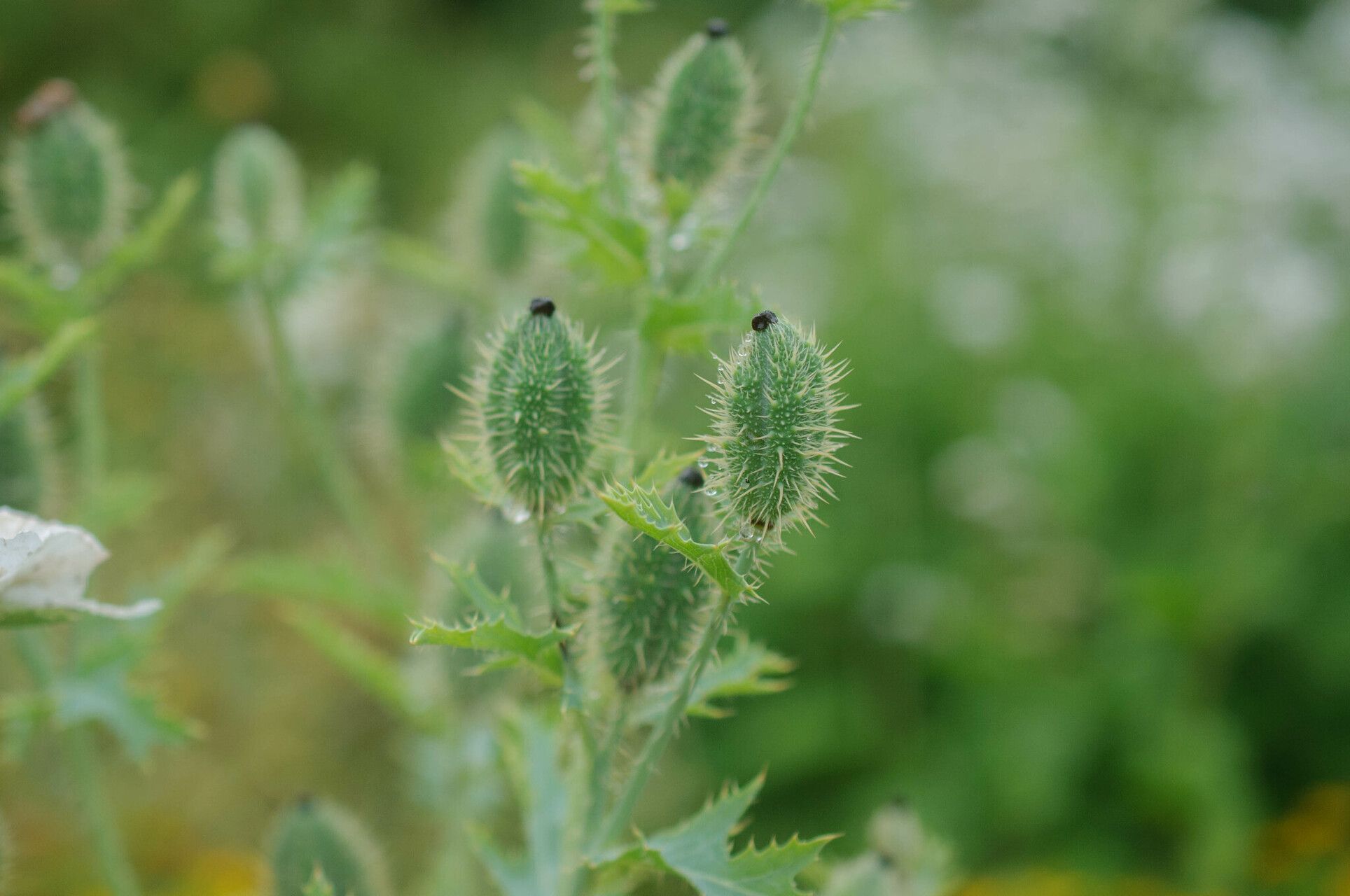 Argemone grandiflora fruit