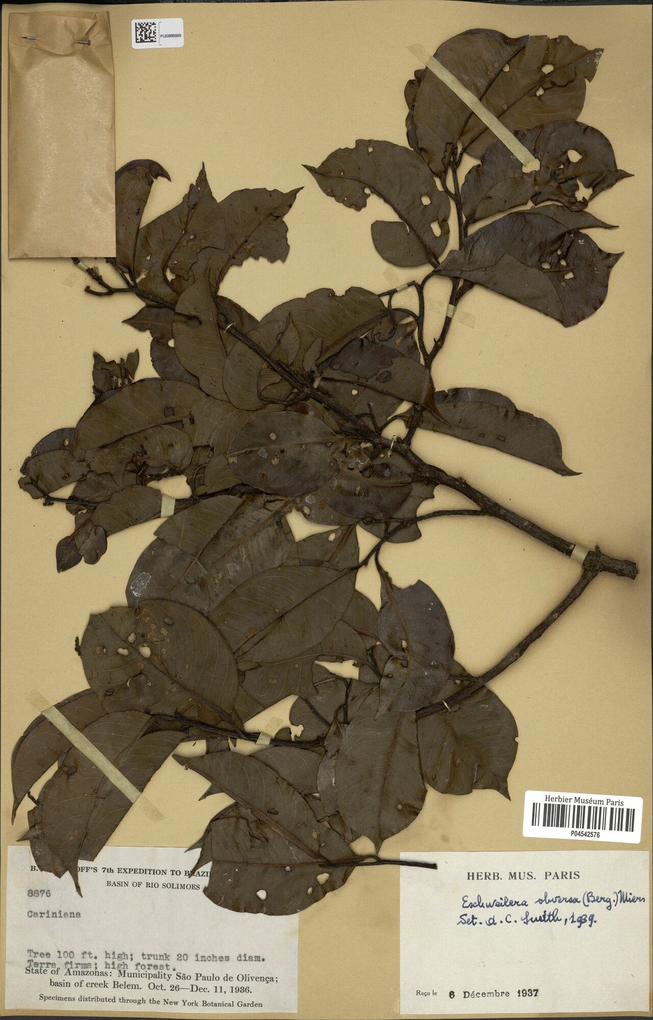 Eschweilera obversa leaf