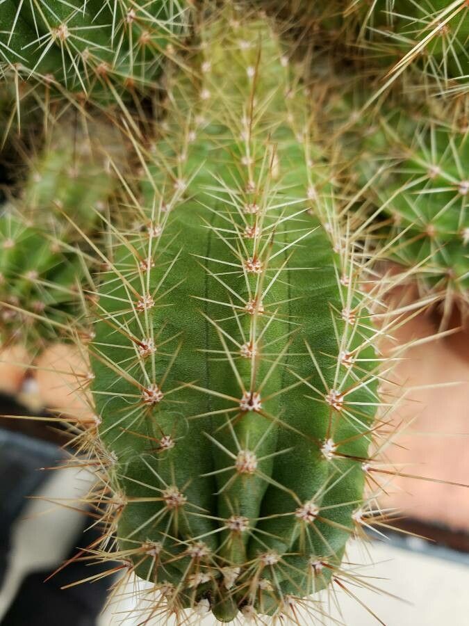 Echinocereus ortegae leaf