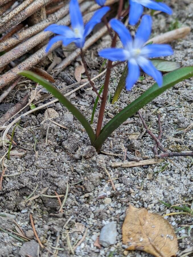 Scilla bifolia — search result for 'Asparagaceae'