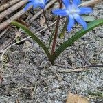 Scilla bifolia
