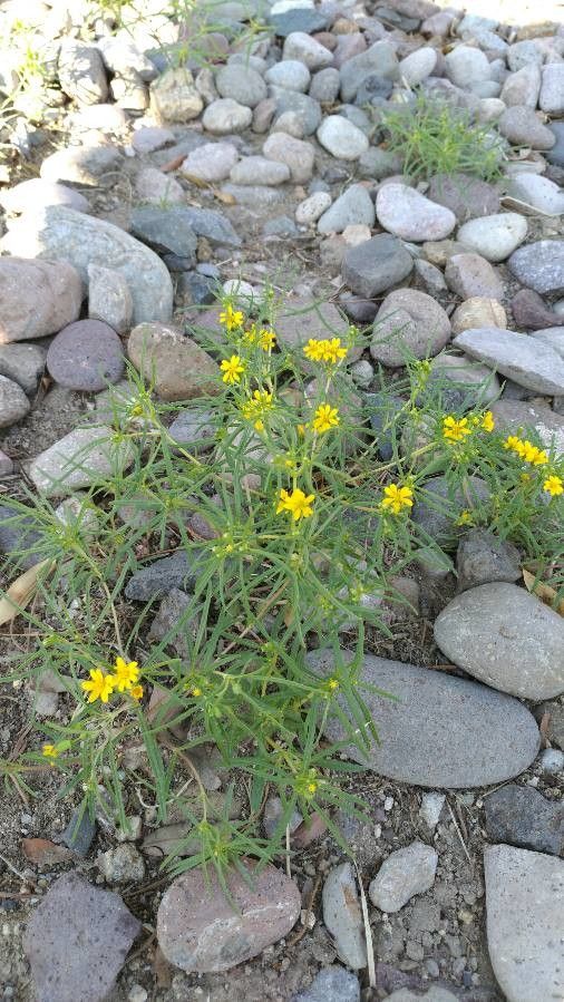 Pectis papposa habit