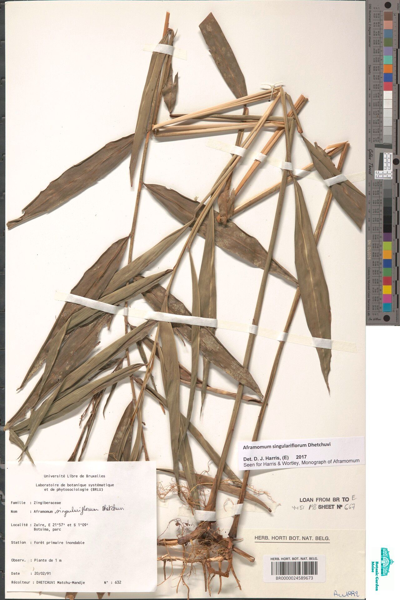 Aframomum singulariflorum — houseplant care guide