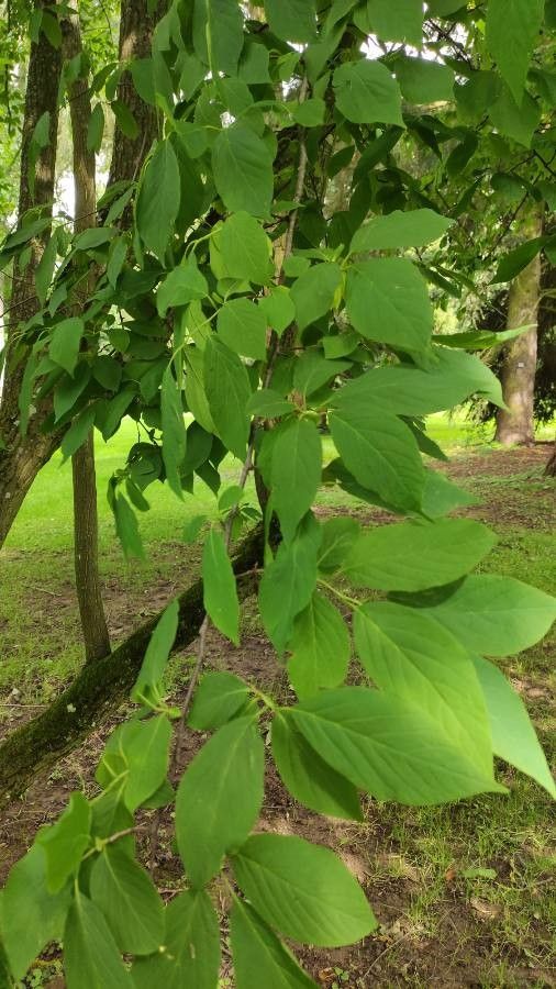 Halesia tetraptera — related species from the same genus