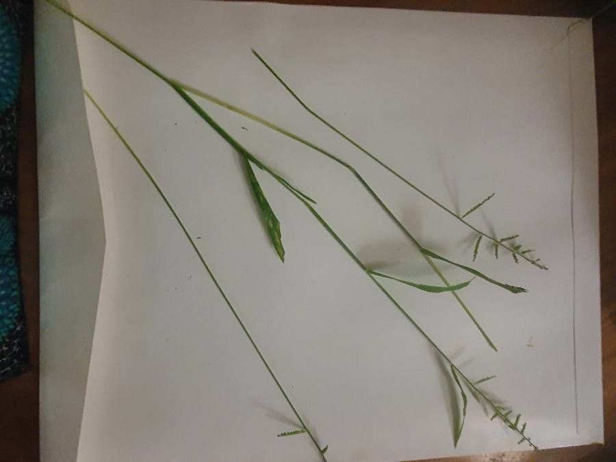 Brachiaria eruciformis other