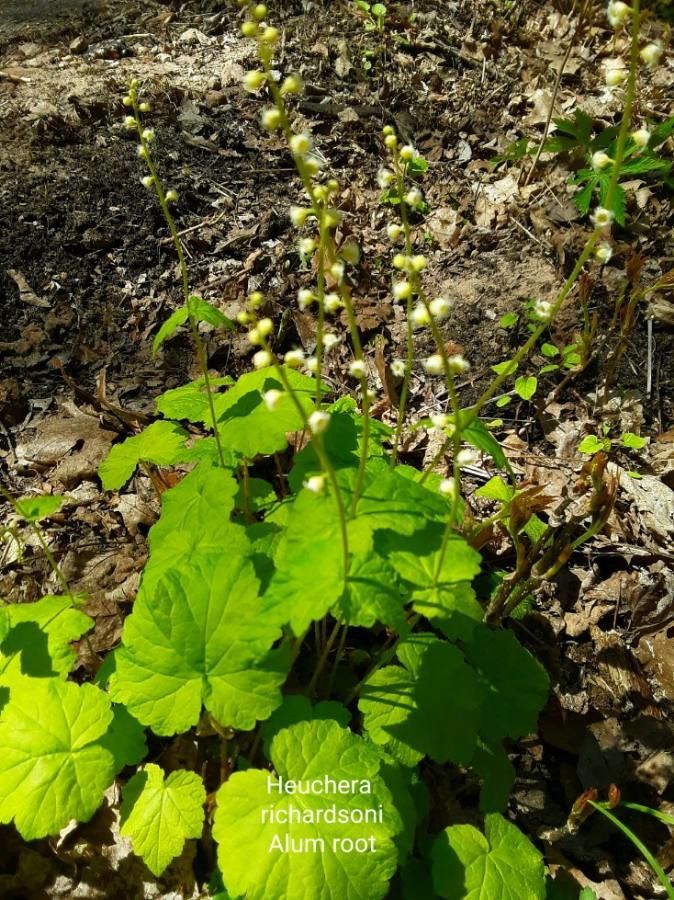 Heuchera richardsonii flower