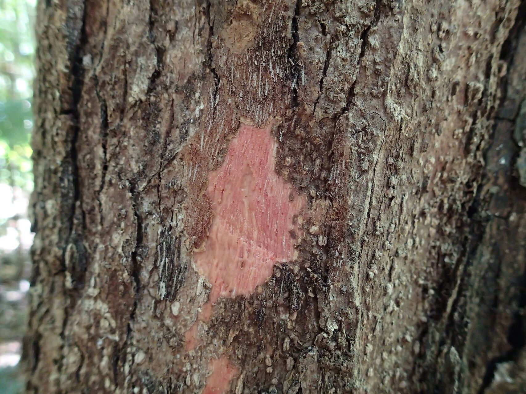 Cunonia linearisepala bark