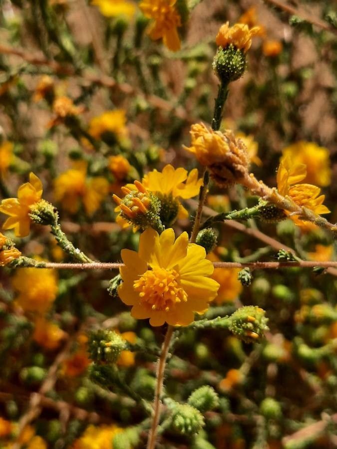 Holocarpha heermannii — related species from the same genus