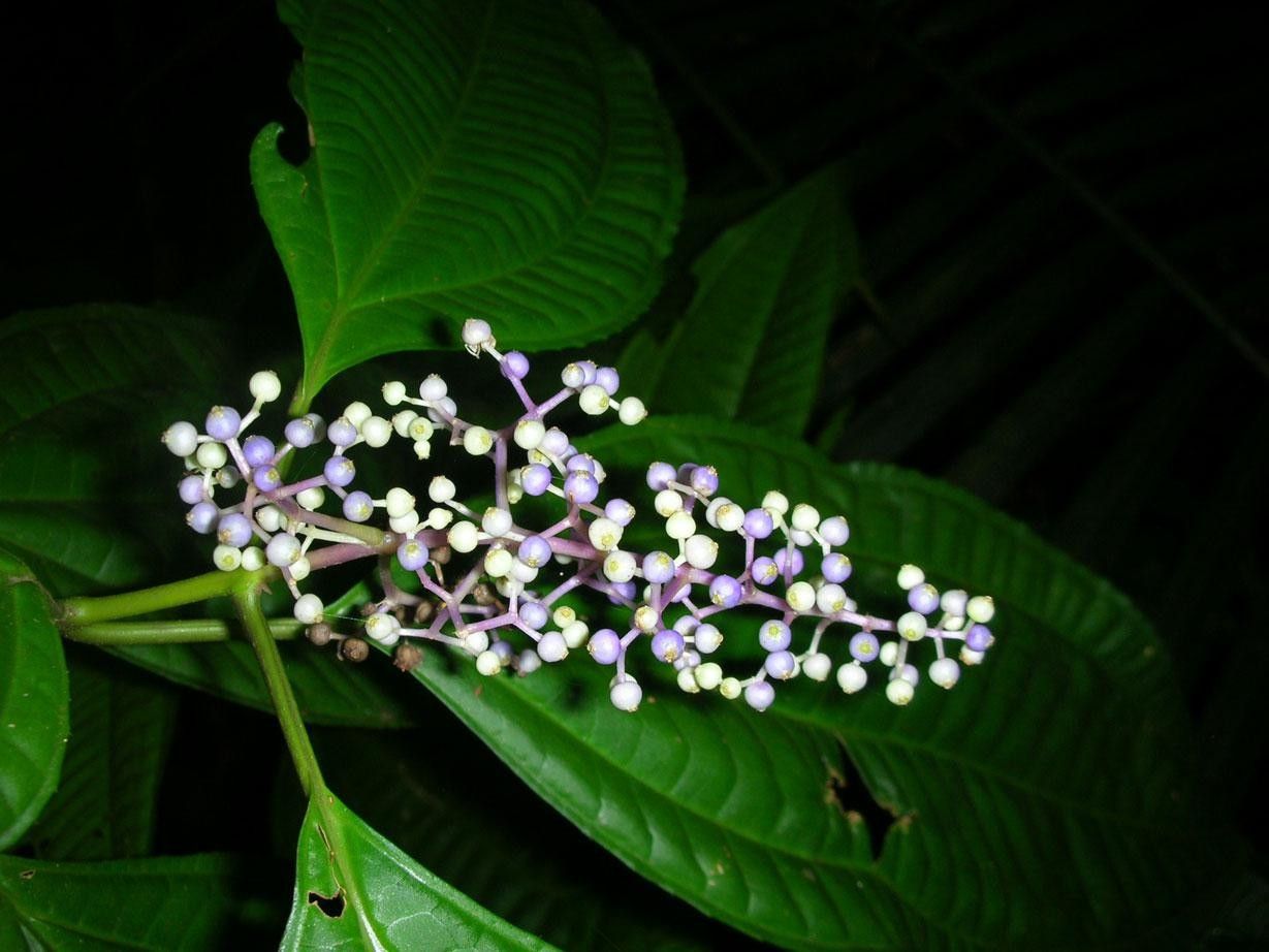 Miconia centrodesma flower