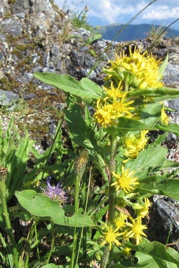 Solidago squarrosa flower