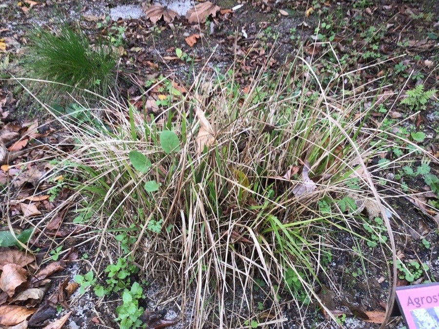Agrostis curtisii leaf