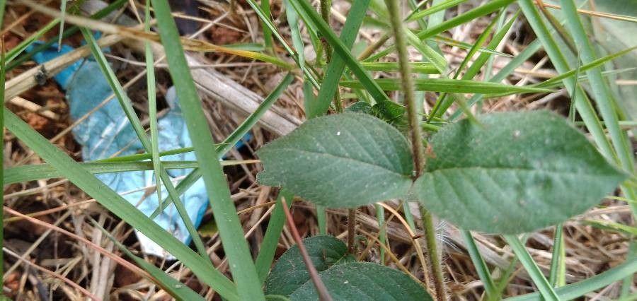 Cuphea ericoides — search result for 'Cuphea'