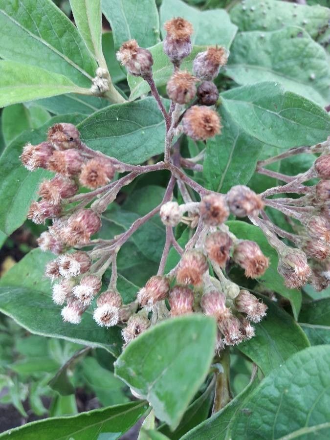 Pluchea carolinensis fruit