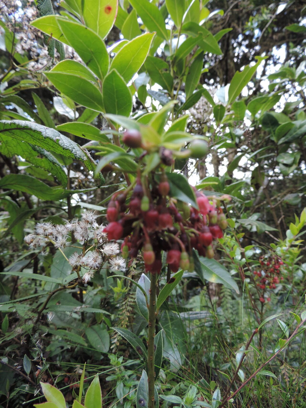 Vaccinium stanleyi — search result for 'Vaccinium'