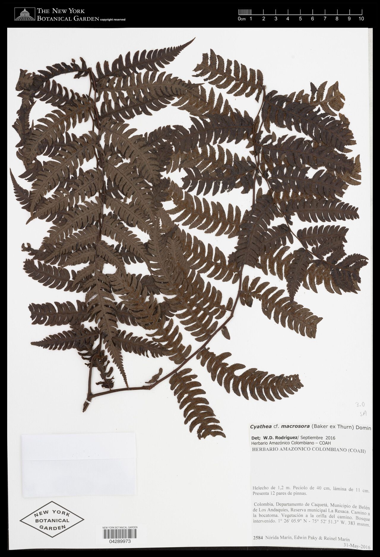 Cyathea macrosora — houseplant care guide
