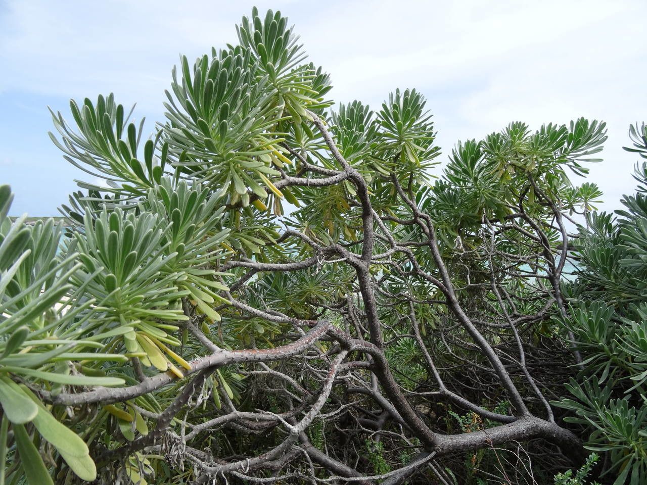 Argusia gnaphalodes habit