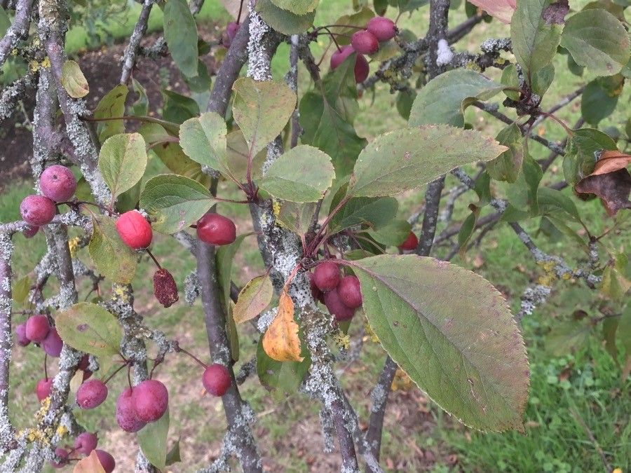 Malus × purpurea fruit