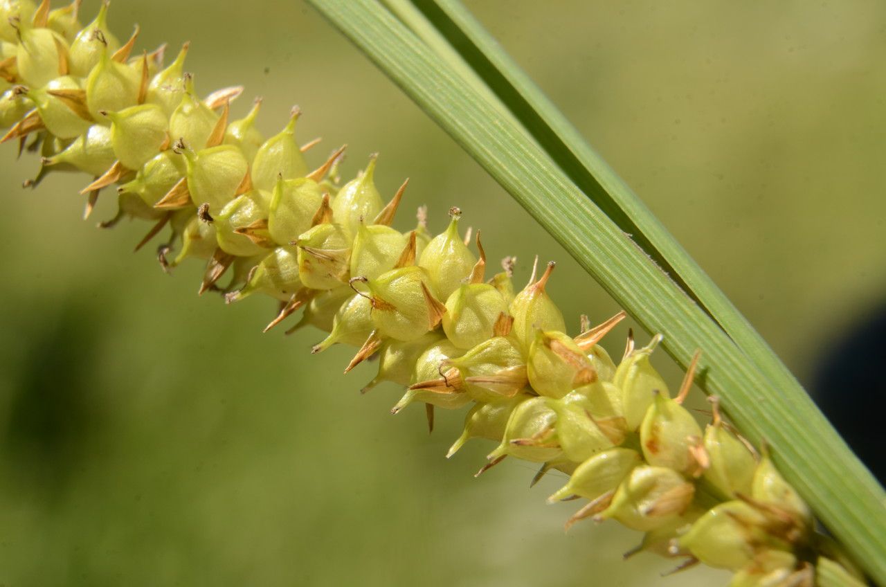 Carex rostrata fruit