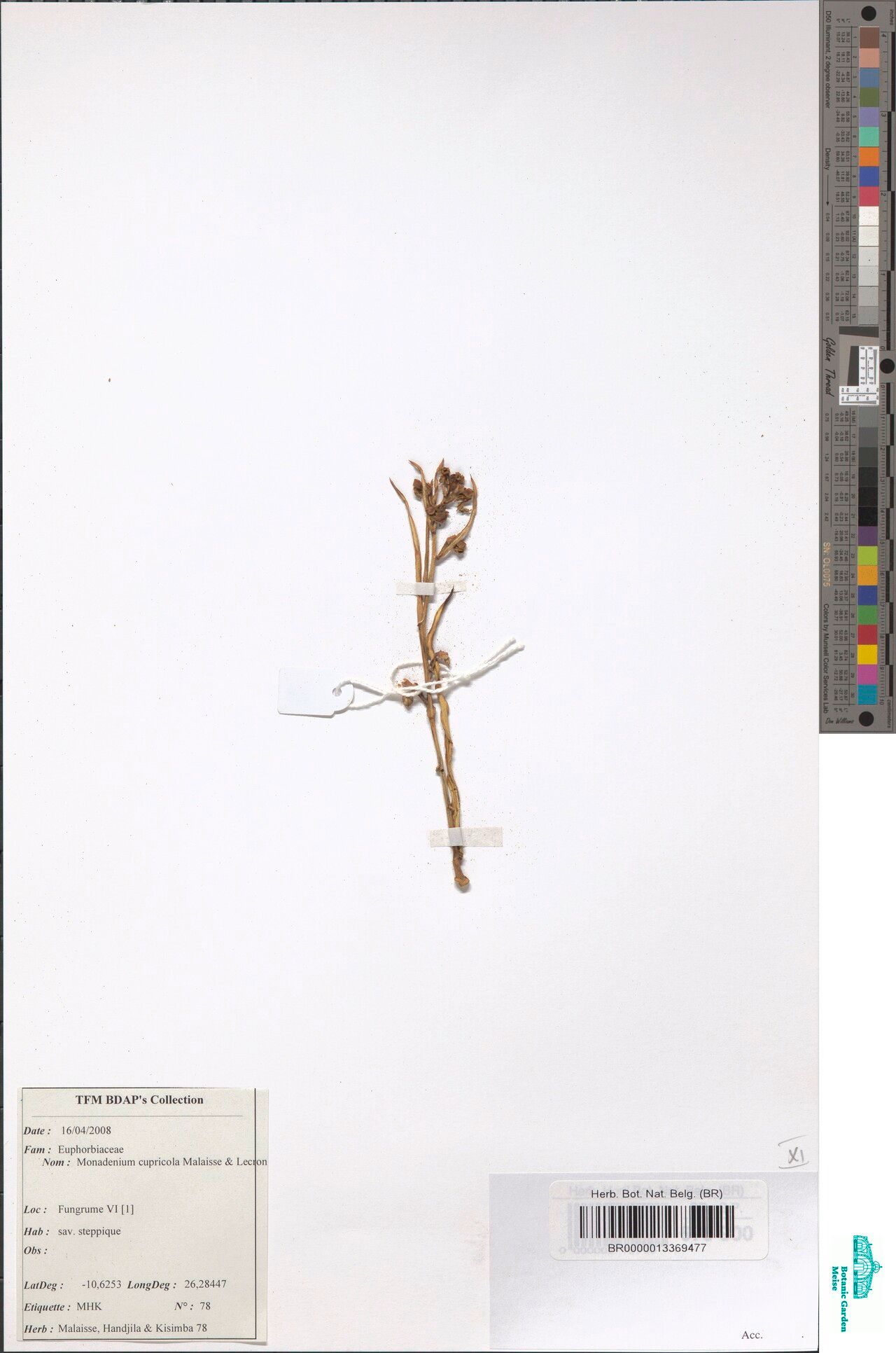 Euphorbia cupricola — houseplant care guide