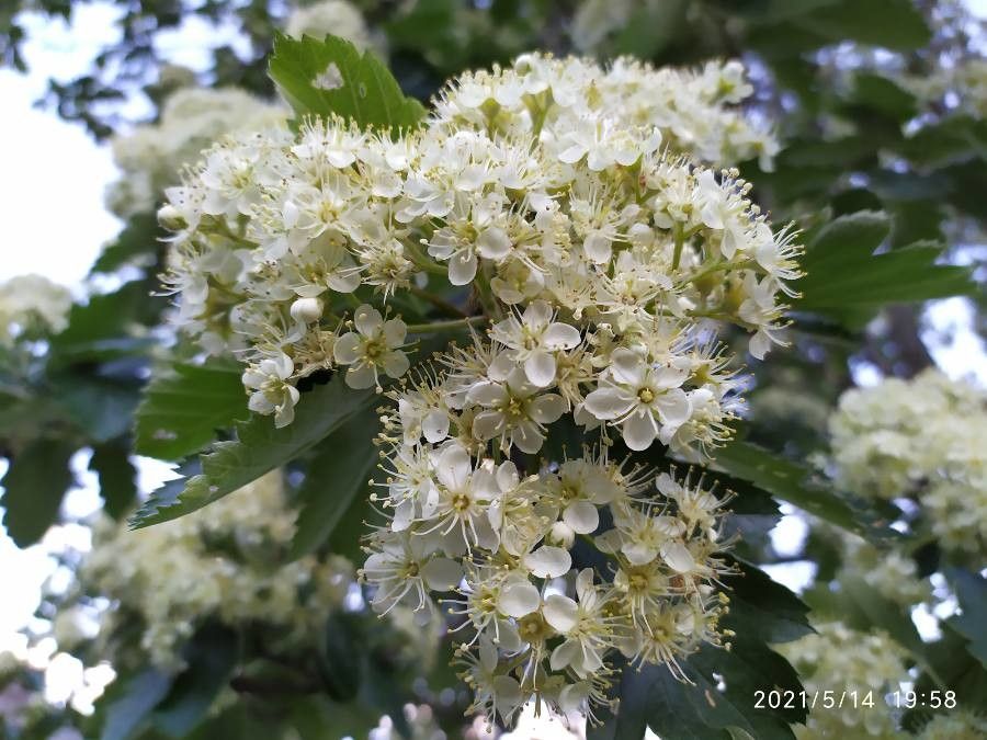 Sorbus intermedia flower