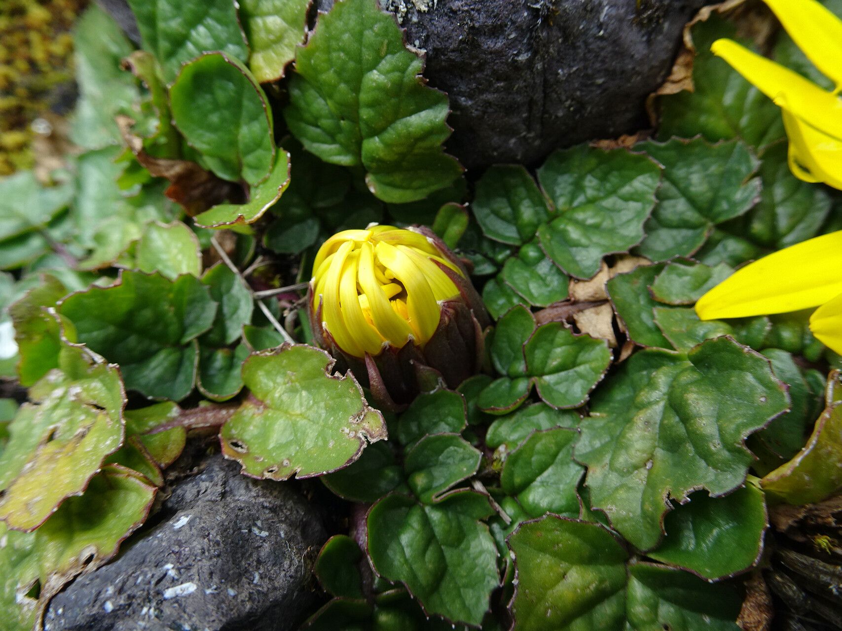 Senecio condimentarius flower