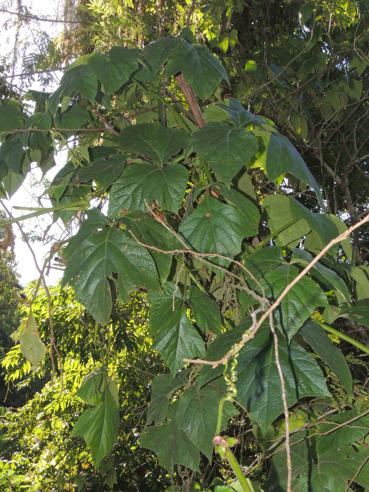Cissus gongylodes habit