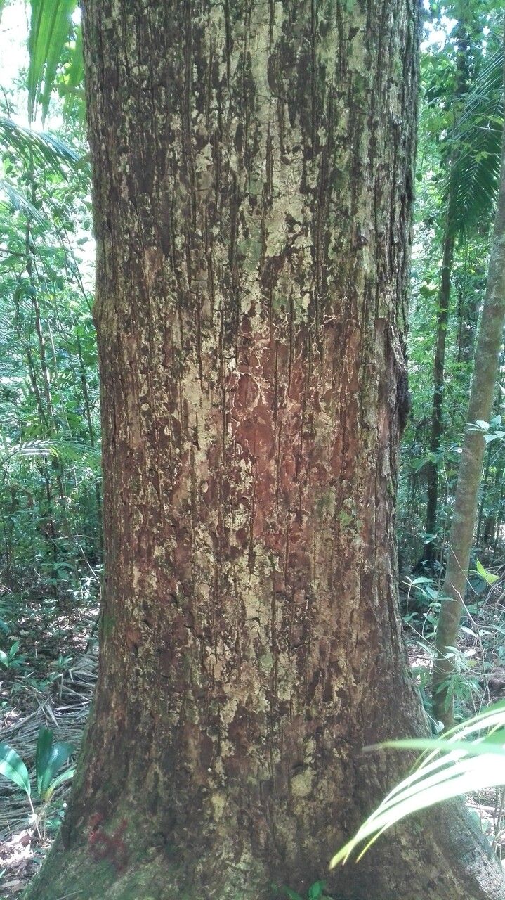 Manilkara staminodella habit