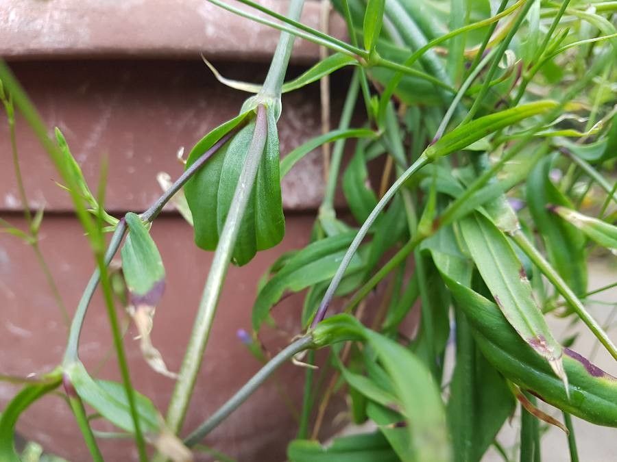 Eudianthe coeli-rosa leaf