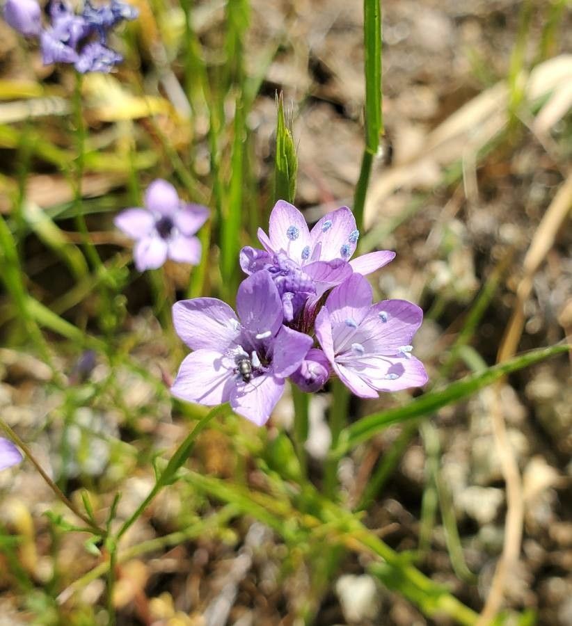 Gilia achilleifolia flower