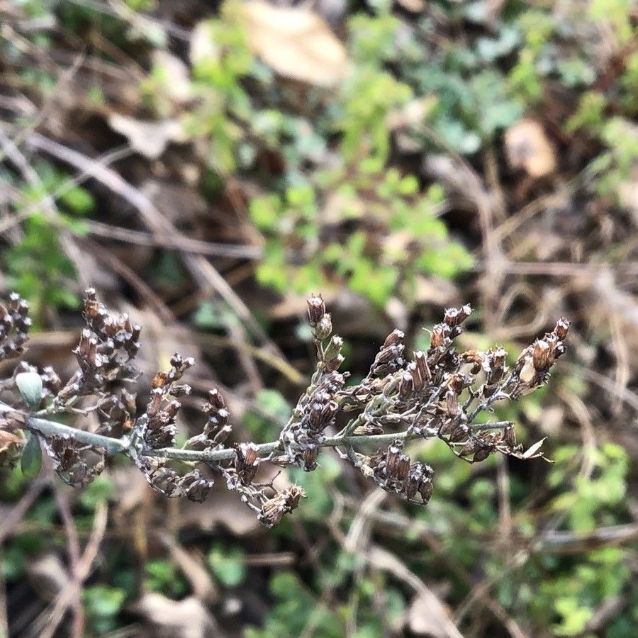 Clinopodium serpyllifolium fruit