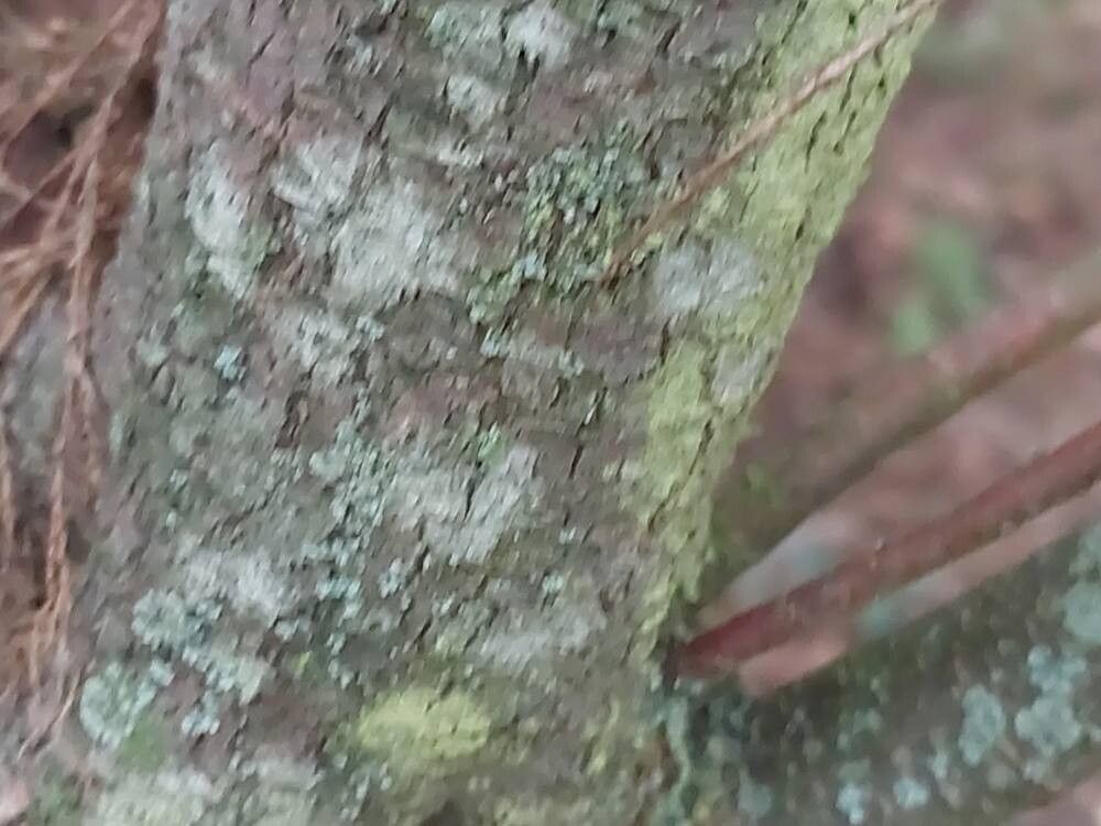 Tamarix hispida bark