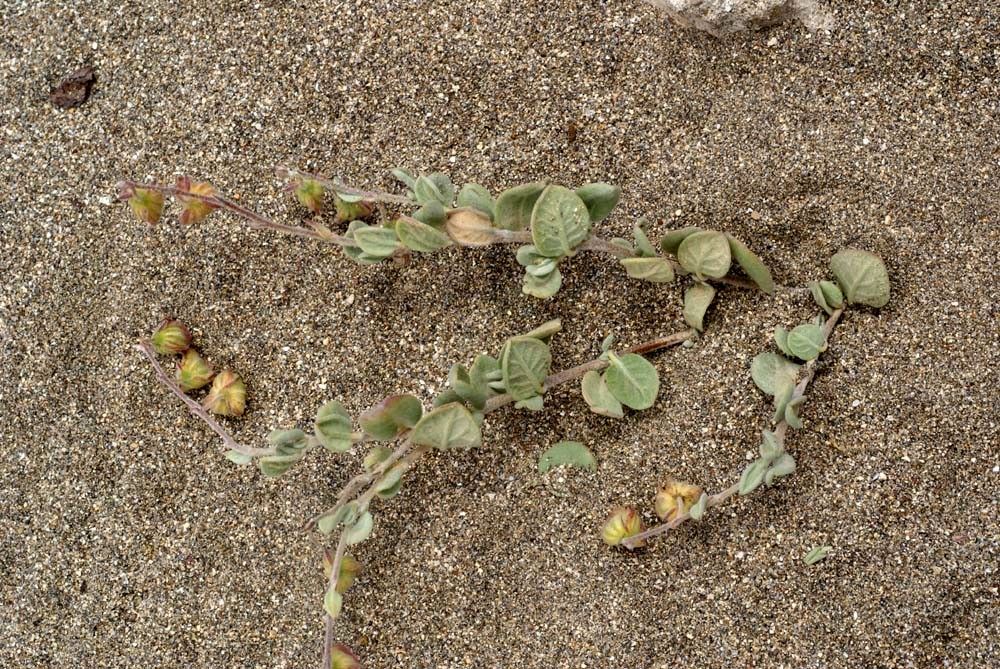 Helianthemum canariense habit