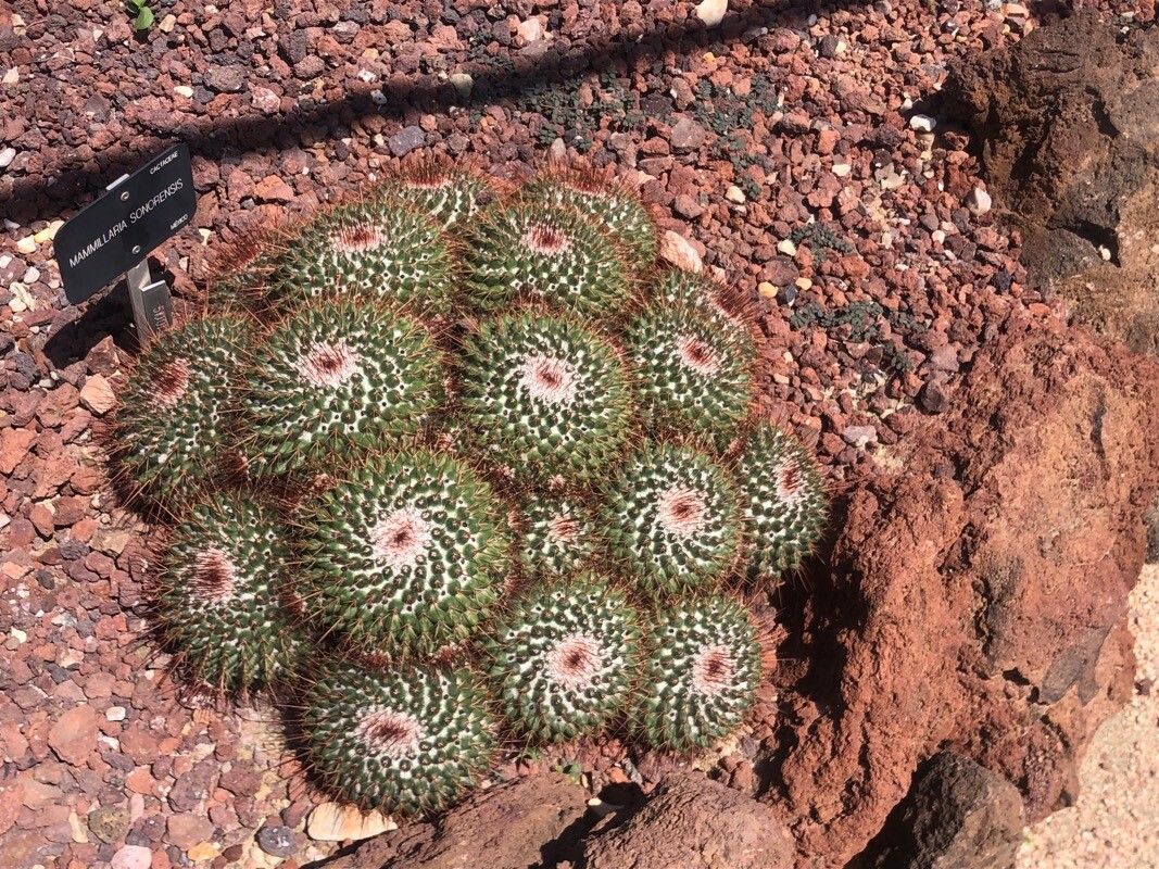 Mammillaria sonorensis leaf