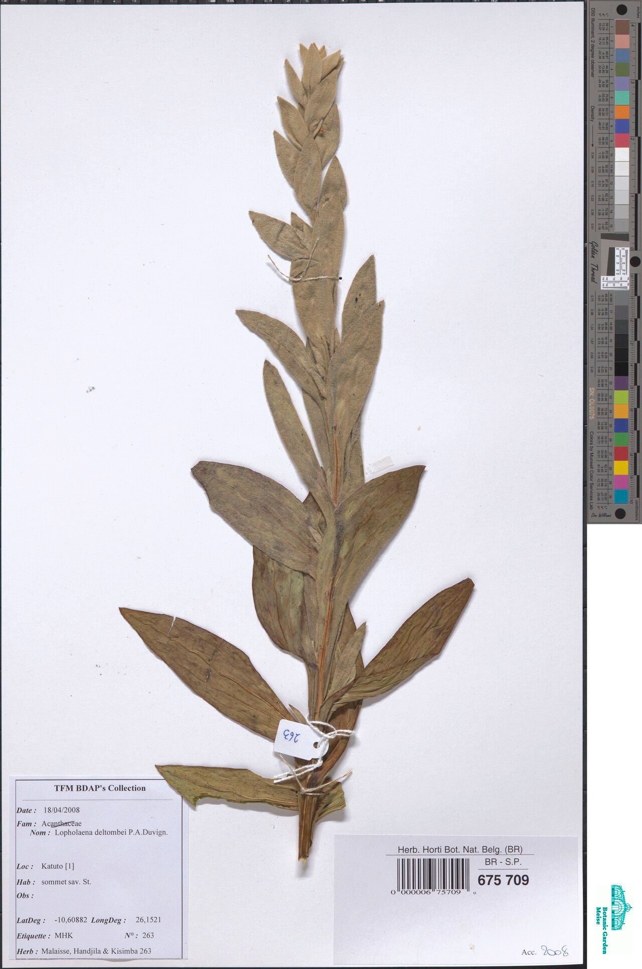 Lopholaena deltombei — related species from the same genus