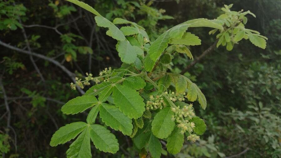 Bursera tomentosa flower