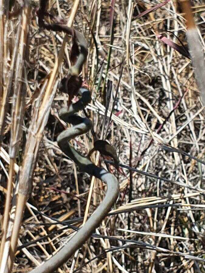Ceropegia aristolochioides habit