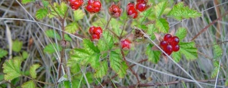 Rubus parvifolius fruit