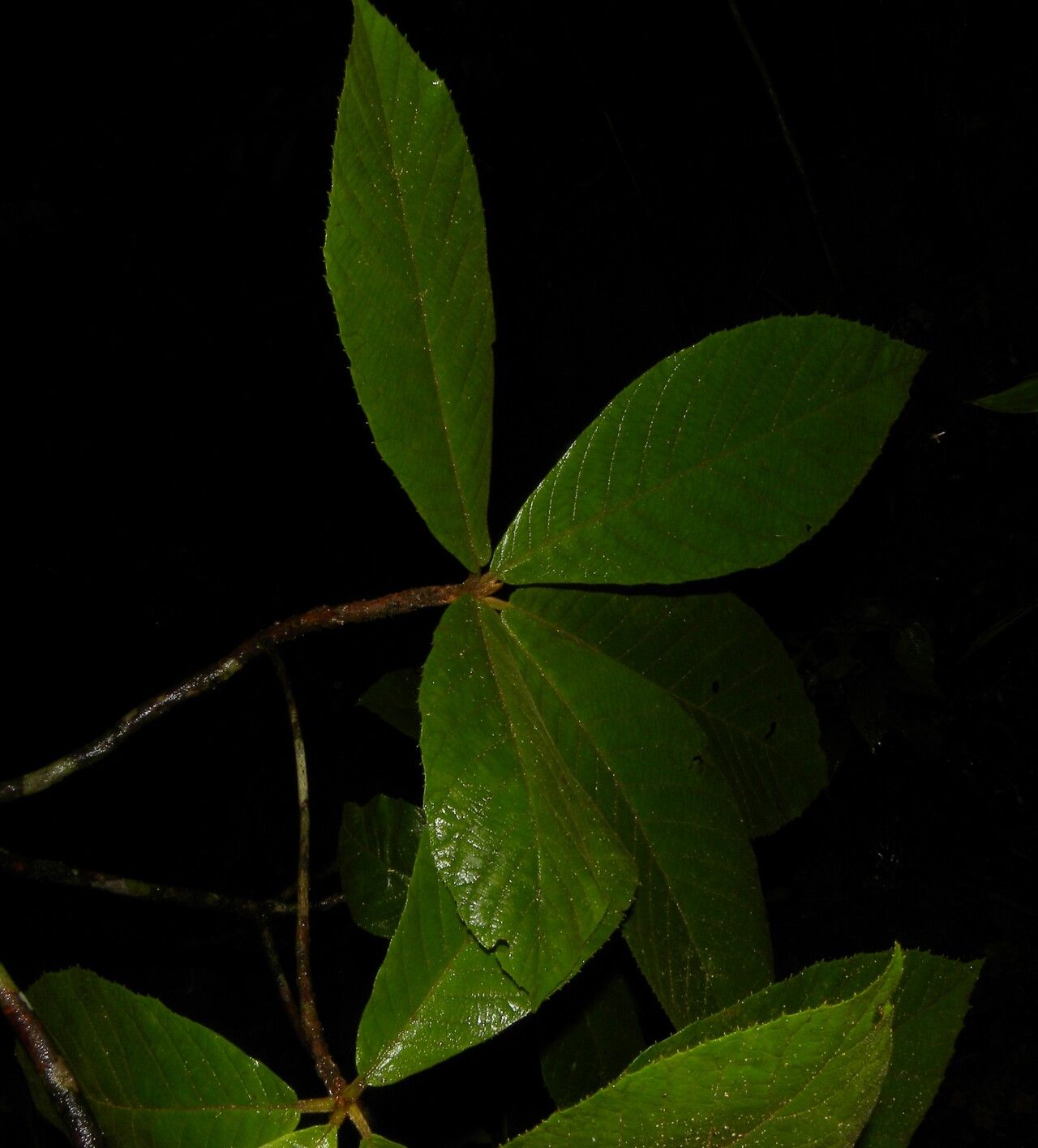 Clethra costaricensis leaf