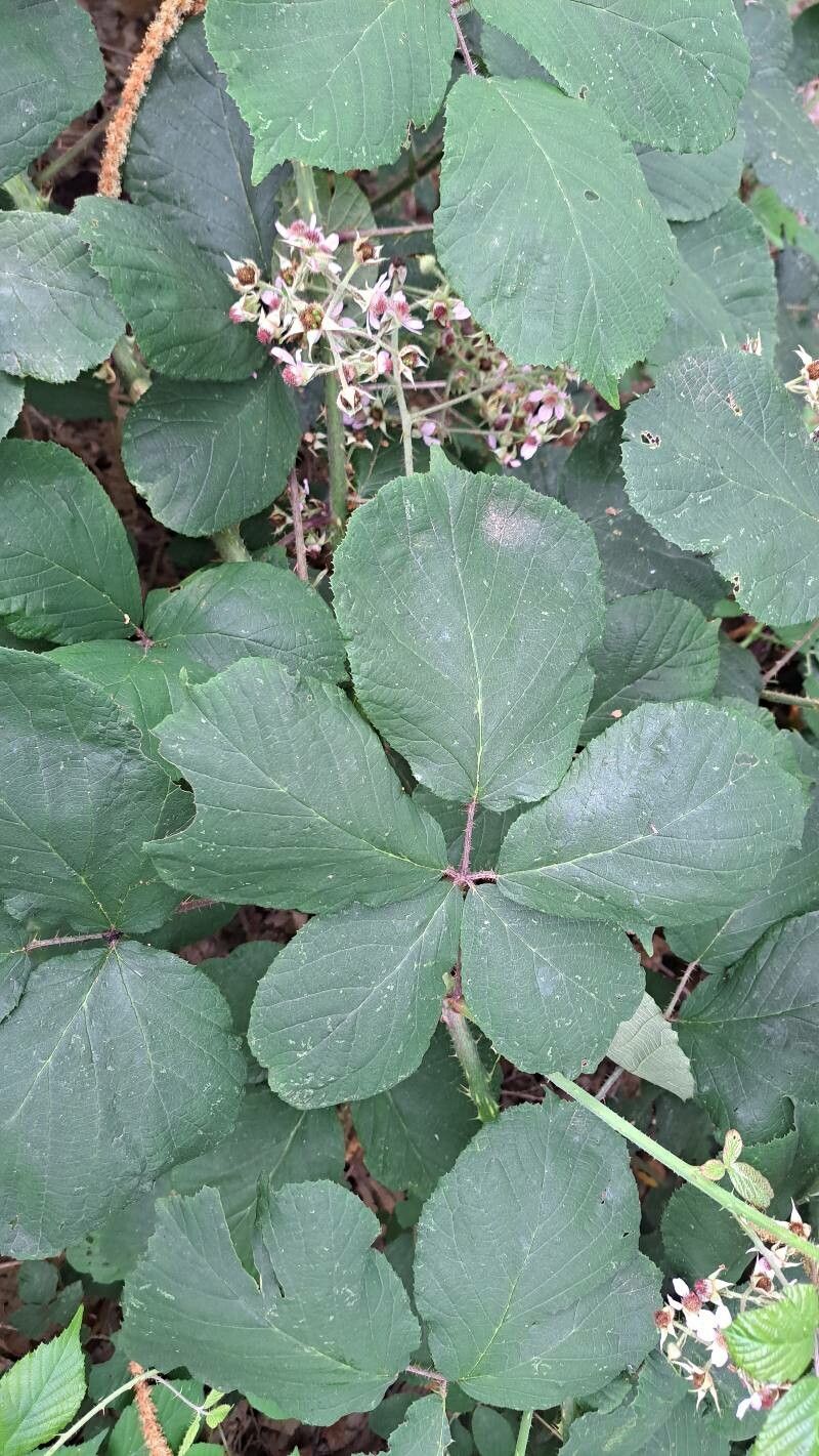 Rubus muridens leaf